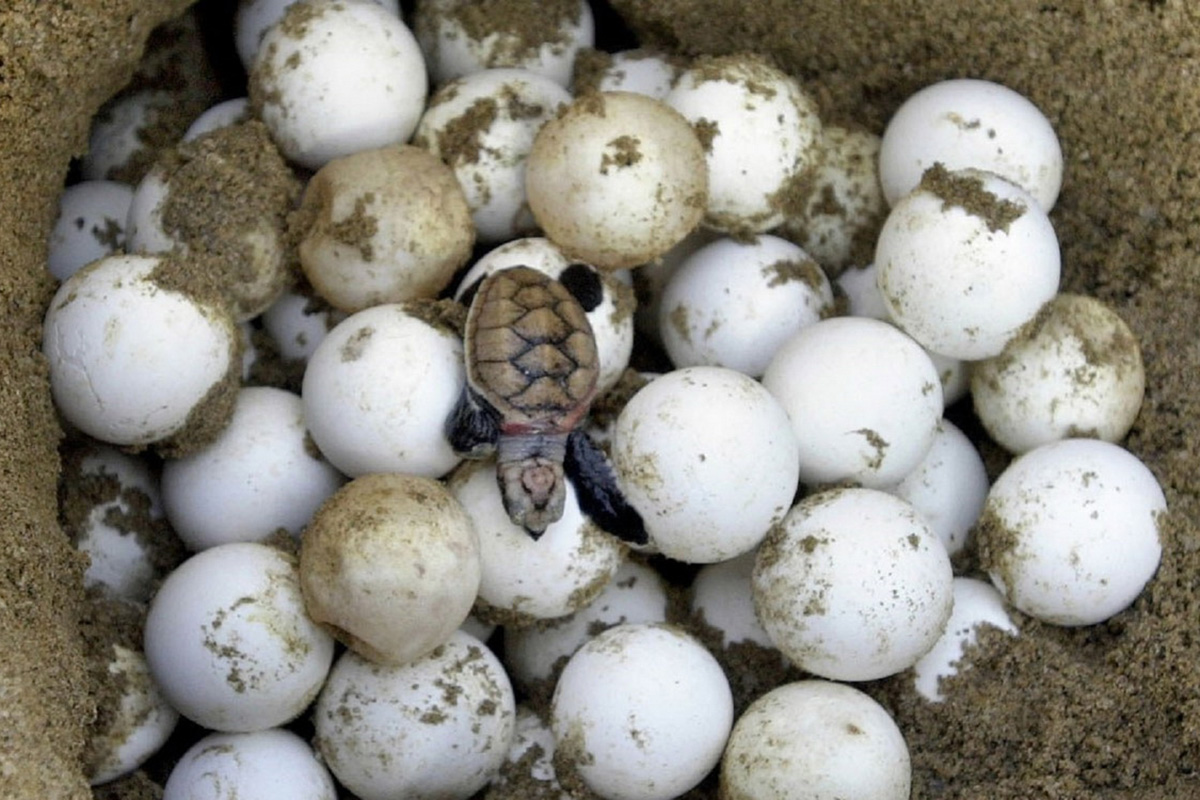 Сколько вынашивают яйца. Черепашьи яйца. Черепашата в яйцах. Черепашка откладывает яйца. Морская черепаха откладывает яйца.